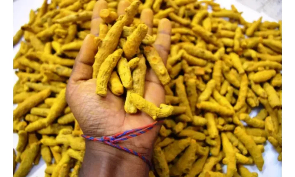Leading Turmeric Finger Exporter in United Kingdom - Avin Exims International