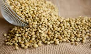 Leading Coriander Seeds Exporter in United Kingdom - Avin Exims International